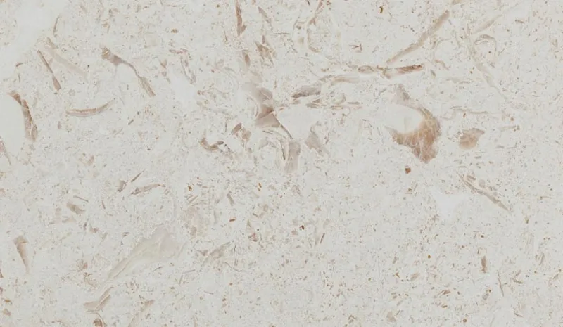 SEASHELL LIMESTONE